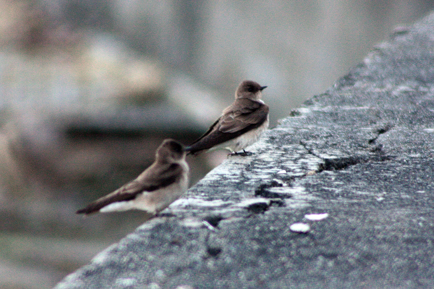 Baby barn swallows on the edge of a concrete bulkhead
