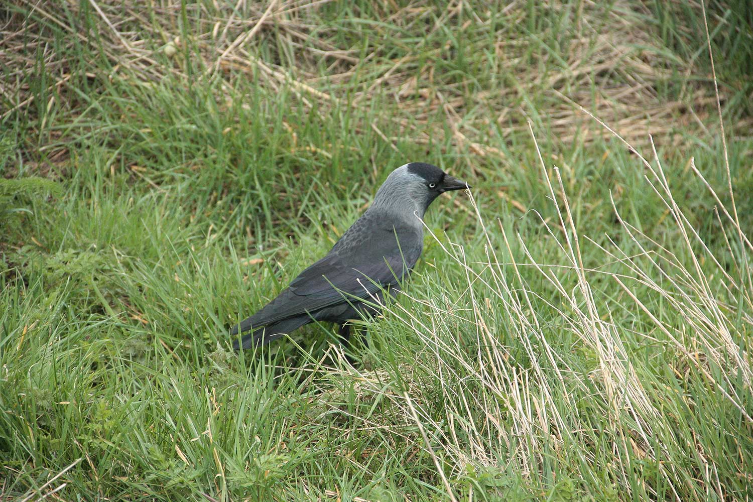 Jackdaw in the grass