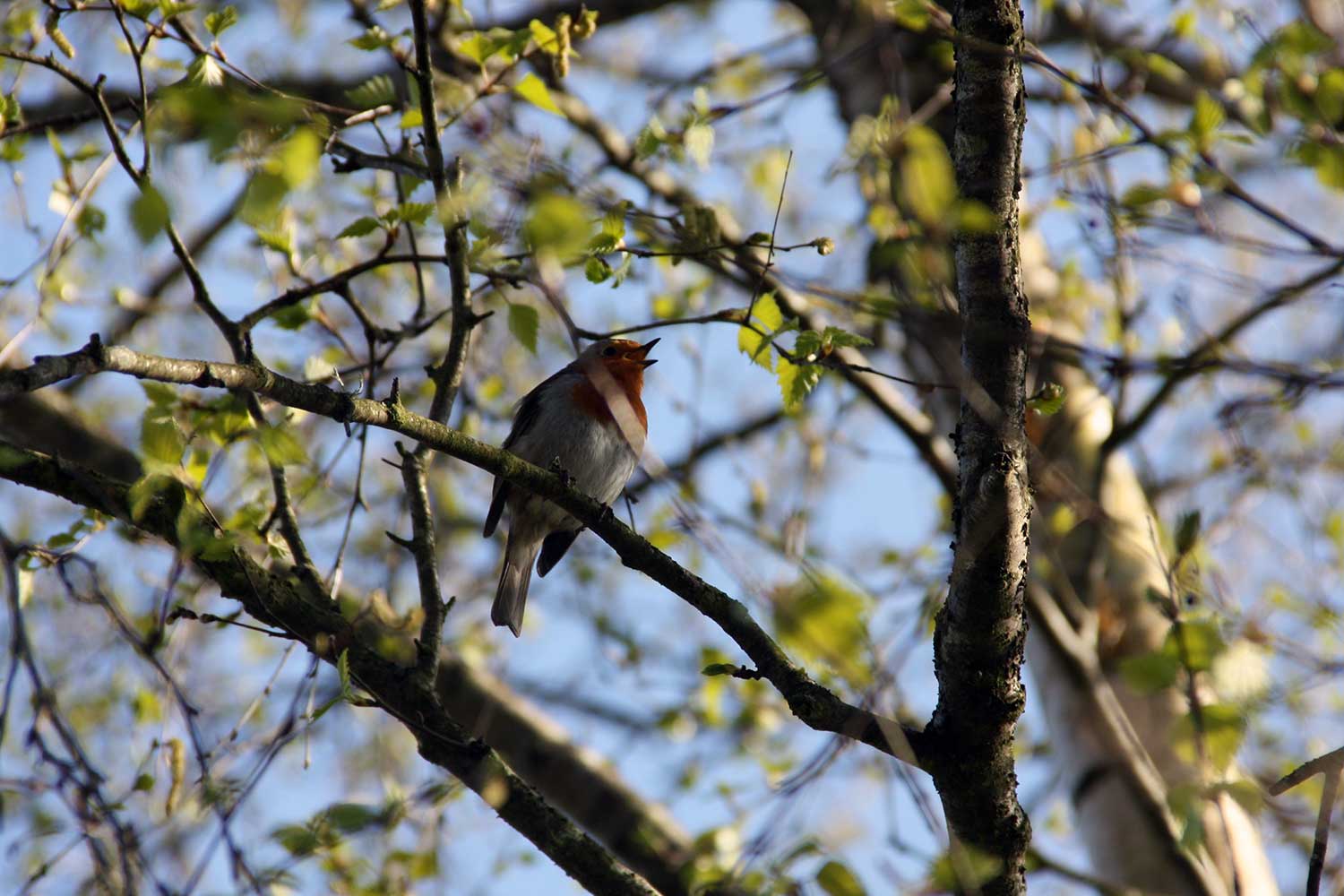 A small brown and gray bird sings in the branches of a tree that is beginning to leaf out in spring