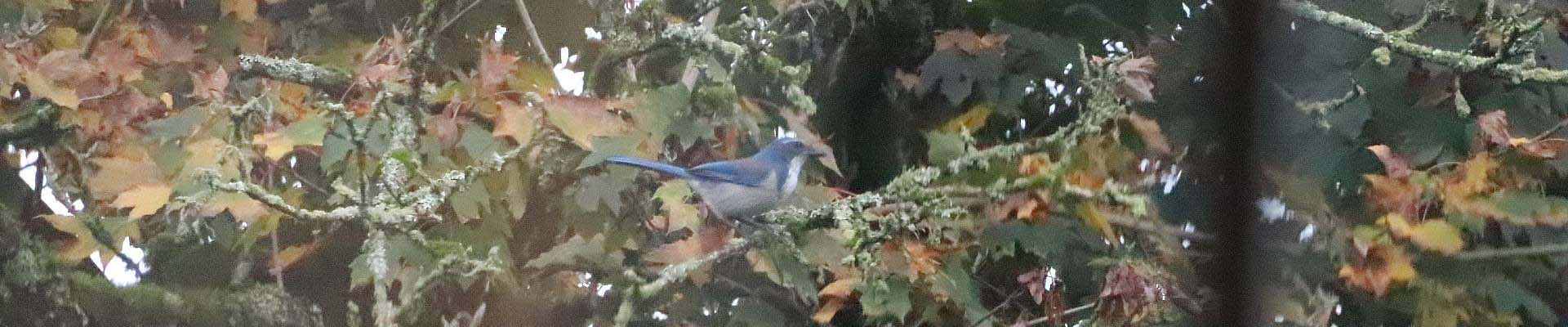 When a bird signals climate change