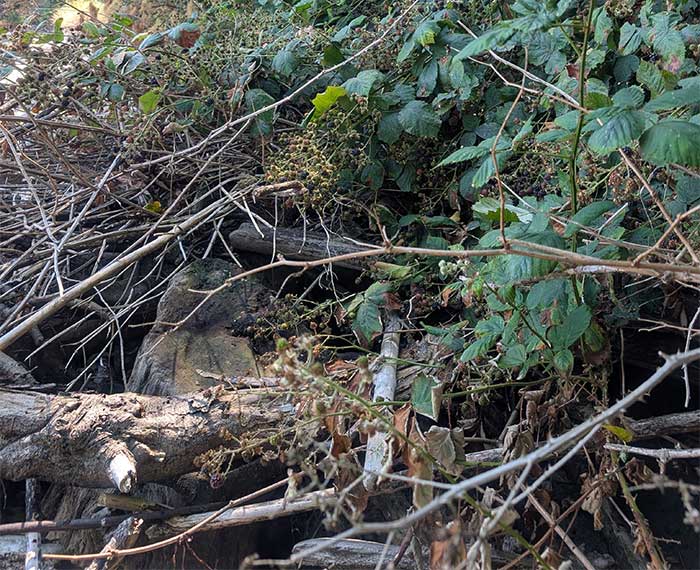 Blackberry brambles and dead and broken logs and canes.