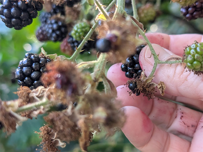 A cluster of blackberry brambles, with fingers and thumb picking berries.